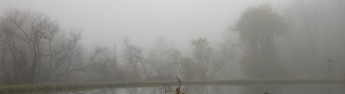 cropped-reflections-in-the-mist.jpg